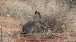 Black tailed Jackrabbit sniffing bush Valley of Fire State Park Nevada USA, 2021