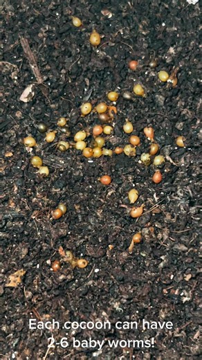 Cocoon Nursery 🥚🪱 #wormcocoons #wormcastings #cocoons #compostingworms #naturefrienly