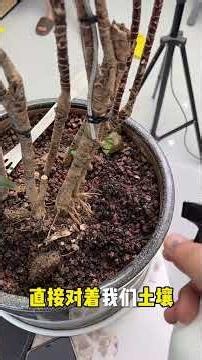 Beat Scale Insects, Red Spiders, Aphids, & Flying Pests - Ultimate Guide