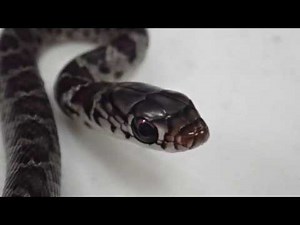 Maui officials discover snake that hitchhiked in visitor's backpack