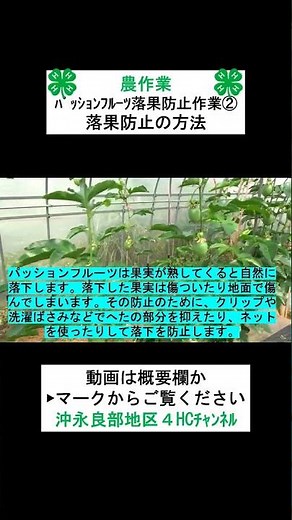 【農作業】パッションフルーツの落果防止作業②