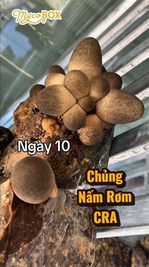 🍄 Chủng Nấm Rơm CRA MycoBOX – tròn chắc, lâu bung dù. #MycoBOX #trongnam #namrom #giongnam #huuco