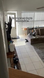 How i get my dog to come inside #dogs #funnydogs | Bandit