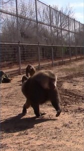 Giving rescued monkeys a great life