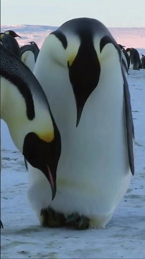 Antarctic Penguins: The Ultimate Survivors of the Cold! ❄️