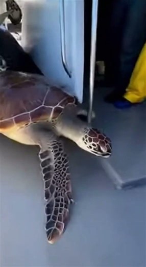 When Massive Turtles Explode Out of the Water