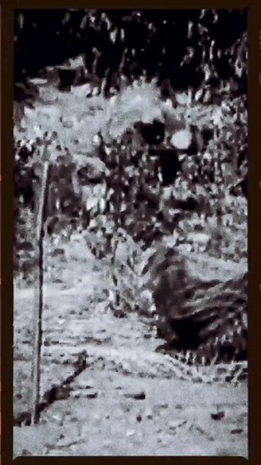 Story Behind Declining Tiger Population In India | Ranthambore National Park