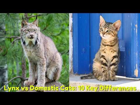 Lynx vs Domestic Cats Difference: 10 Key Differences You Should Know