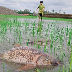 14M views · 52K reactions | Amazing Hand Fishing Video | Little Boy Catching Fish By Hand With Raining Water (Part-01) #fishing #handfishing #fishhunting | Fishing 24 | Facebook