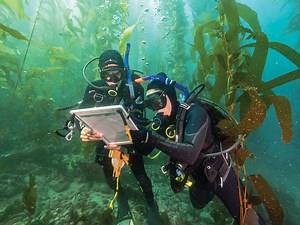 Kelp fuel is making a comeback 50 years after it was first proposed thanks to new technology