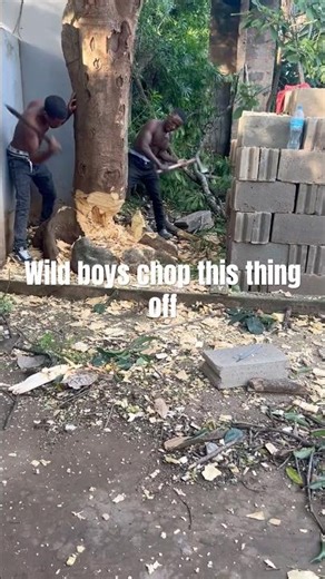 The Africa warriors cut the tree really fast