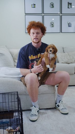 The Puppy Guide!! #dogtraining #puppy | Honey Mountain Kennels