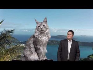 How Big is a Maine Coon Cat?
