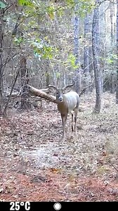 Big Boy Showing Off! | Backwoods Life