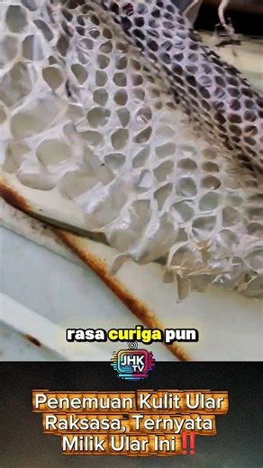 Penemuan Kulit Ular Raksasa, Ternyata Milik Ular Ini‼️ #shorts #viral #viralvideo