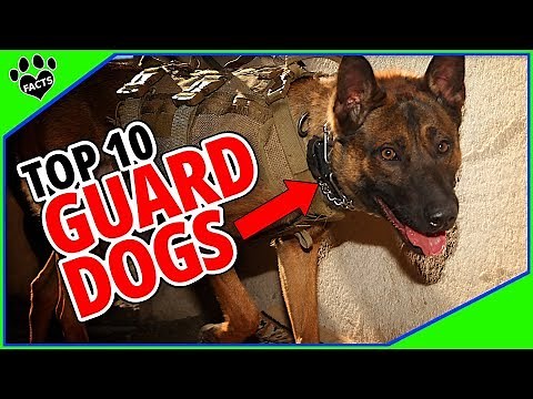 Top 10 Best Guard Dogs to Keep Your Home and Family Safe - Dogs 101