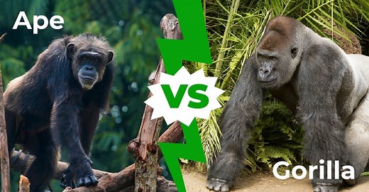 Ape vs. Gorilla: The Main Differences Explained