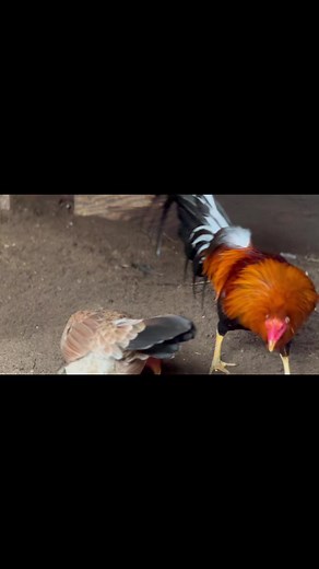 10K views · 452 reactions | GOLDEN MONKEY | Marquez Farms | Facebook