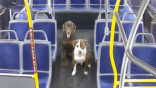 Bus Driver Picks Up Two Shivering Lost Dogs And Helps Them Make It Home For Christmas