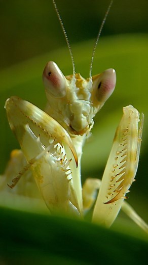National Geographic Animals on Instagram: "This jeweled flower mantis is a calculated alien assassin, striking prey with deadly precision  But when a male mantis comes calling, her real dilemma is trick or treat? ️ #HiddenKingdomsOfChina is now streaming on @DisneyPlus."