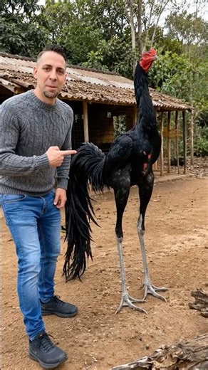 El GALLO más alto del mundo… 😳🐓