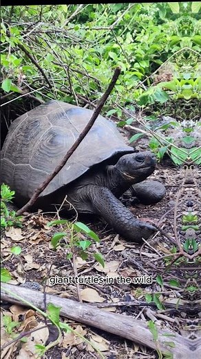 10 AMAZING THINGS TO DO IN ISABELA ISLAND #galapagos