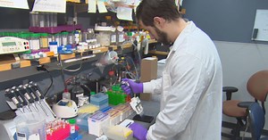 Harvard researchers reverse the signs of aging in mice