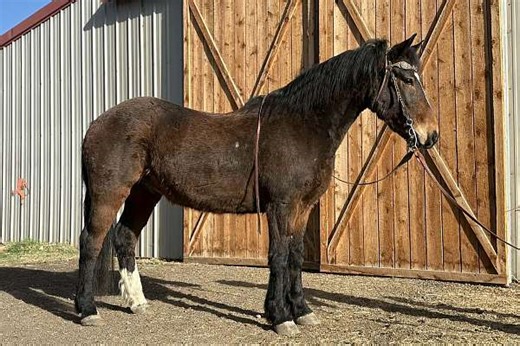 Charming and Truly Athletic 6 Yr Old Bay Mustang Gelding!