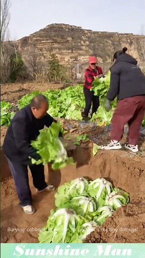 Burying cabbage in winter to prevent freezing damage!