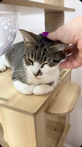 This little angel is Peppermint Patty 🩷 She’s about 1.5 years old and came to us last week. She a cautious little princess but trusts us now and loves love! She’s the sister of Sally, a cat we had a few months ago, and now it’s her time to shine! Peppermint Patty would do well as an only cat or with others. She’s got the cutest little heart nose and such a great personality. She is going to make someone really really happy. | The Shabby Tabby Cat Cafe