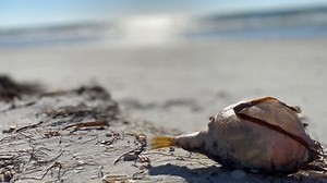 Red tide subsides, but still present along Florida Gulf Coast