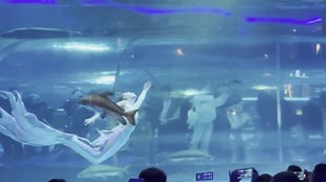 Huge fish tries to bite mermaid's head off during aquarium show