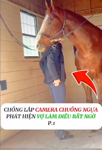 LẮP CAMERA CHUỒNG NGỰA CHỒNG PHÁT HIỆN VỢ LÀM ĐIỀU BẤT THƯỜNG P.1#foryou #funny #fyp #videoviral #foryourpage #foryourpage #chuyenla #video #ketruyen #bian #chuyenla