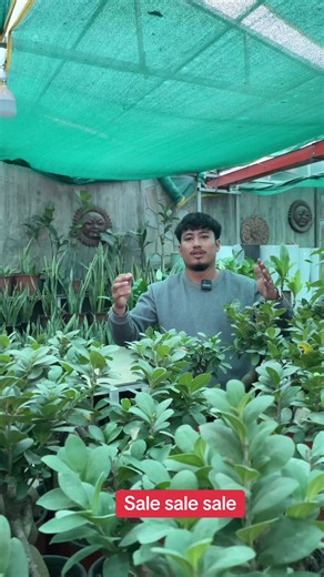 Indoor Plants Sale at Flower Crew Nepal