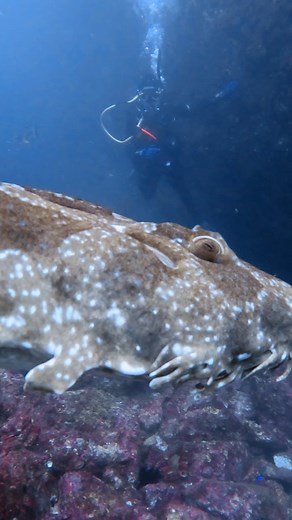 2.3K reactions · 99 shares | Wobbegong getting up close and personal with our divers again at the shallow end of Fish Rock Cave. . . . . . #wobbegong #wobby #sharks #savesharks #savethesharks #swimmingwithsharks #sharksterritory #saveoursharks #ilovesharks #lovesharks #sharkselfie #helpsavesharks #sharksofinstagram #sharksteeth #nosharks #swimwithsharks #welovesharks #sharksarefriends #discoversharks | South West Rocks Dive Centre | Facebook