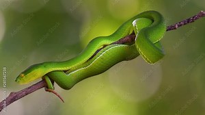 The White-lipped Pit Viper is a venomous pit viper endemic to Southeast Asia and is often found during the night waiting on a branch or limb of a tree near a body of water with plenty of food items.