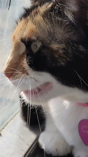 Intense Cali chirps #shorts #cali #caliandcoco #bestfriends #cat #catlover #cats #cute