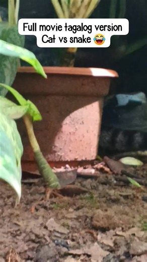 Full movie bonding cat vs snake tagalog version 😱 #highlight #follower | Kuys Tot'z Vlog