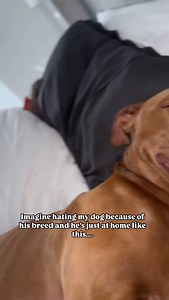 I will never understand the hatred people have for a certain breed We don’t hate the whole human race because 1 person has done something wrong. As an XL Bully owner I have faced online abuse, abusive messages, comments and even people in the street judging my dog. The most important thing is that costa is none the wiser to this, he lives a life of love, happiness and he is content and that’s all that matters to me ✨🤍 #xlbully #dogmom #mybestfriend #dogstagram #dogs #dogsofinstagram #dogsofinst