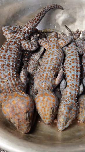 #cookingfood Amazing Catching Gecko on tree & Cooking Gecko with Coconut then extreme eating delicious