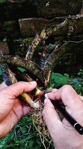 Sansevieria Coppertone Propagation 😍 #sansevieria #sansevierialovers #gardening | Door Step Garden
