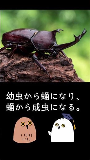 【ゆっくり解説】変態大進化【進化論 / 科学 / 昆虫】