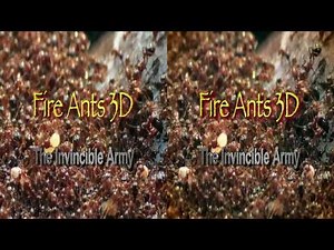 Fire Ants 3D documentary [Official Trailer]