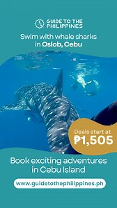 Traveling to Cebu Island? Don't miss these exciting adventures! 🐋🐢🐟 Go whale shark watching, swim with millions of sardines, and discover sea turtles in crystal-clear waters—tours start at ₱1,505! Book the lowest rates at www.guidetothephilippines.ph. 😍 | Guide to the Philippines