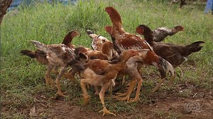 Galo Índio Gigante chama atenção pela imponência e altura em Goiânia