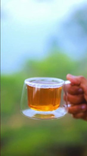 Everything About Darjeeling Tea First Flush