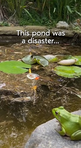 From muddy chaos to pond perfection. 😍🐸 Ready for the glow-up? #FunnyFrog #FrogLife #FrogFablesHUb #FrogShorts #ViralShorts | Frog Fables