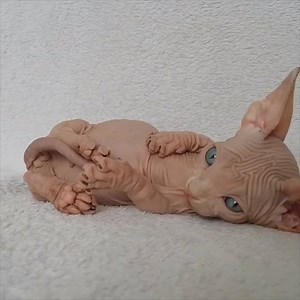 This Sphynx kitten is way too cute! 😂😍 | VT