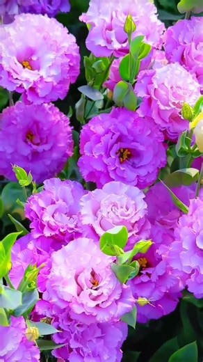 beautiful flower at nature 😍|Rose plants, Rose varieties, garden #flowers​ #gardening​ #viralshort​