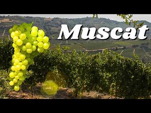 Understand MUSCAT in 5 minutes